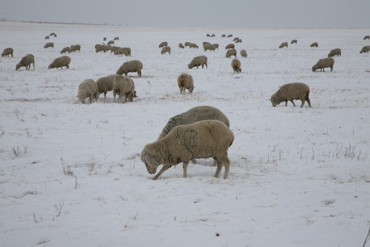 Артур Дондоков:  «Чабан - главная фигура  в овцеводстве»