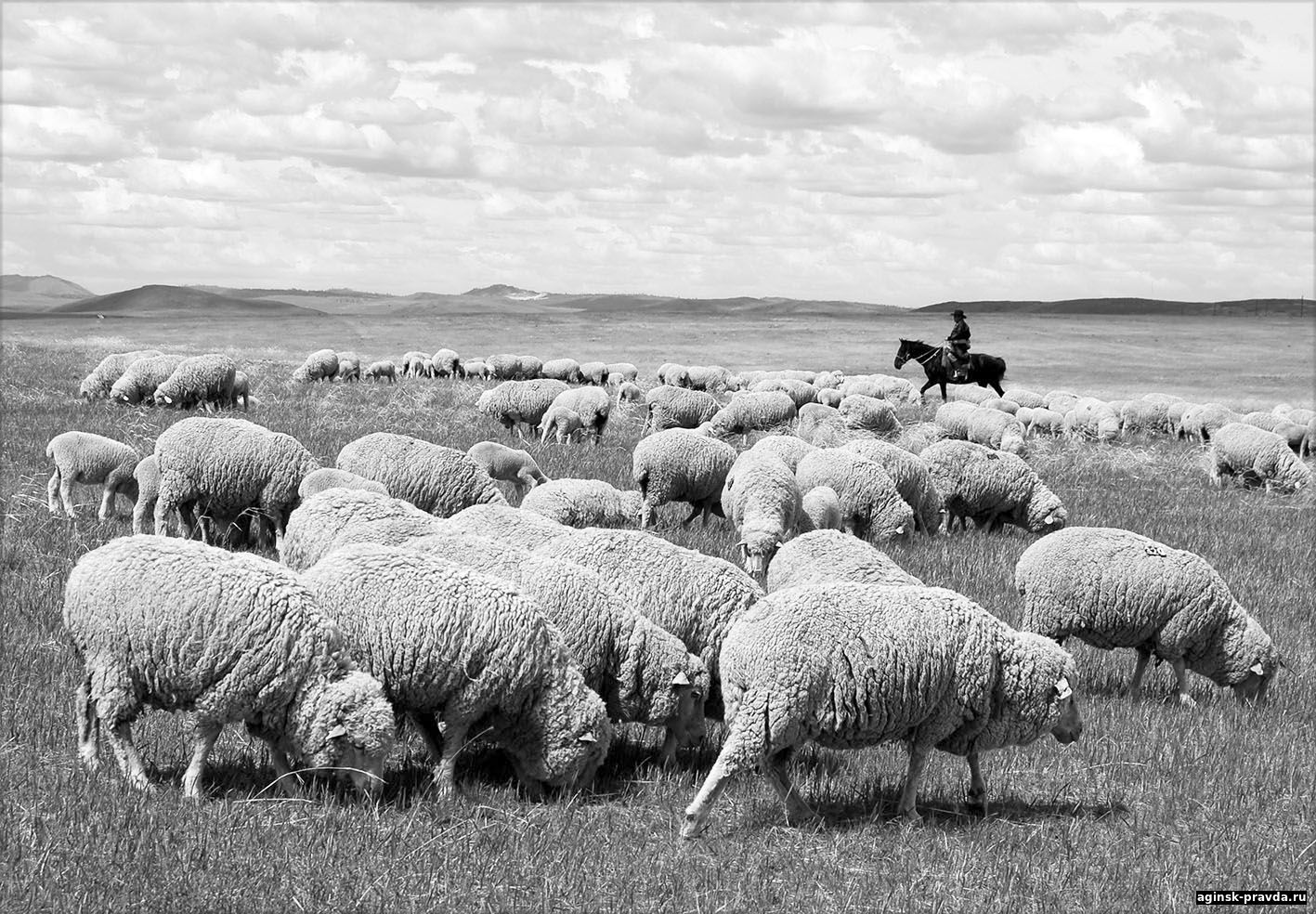 Забайкальская овца –  золотой фонд агинской степи