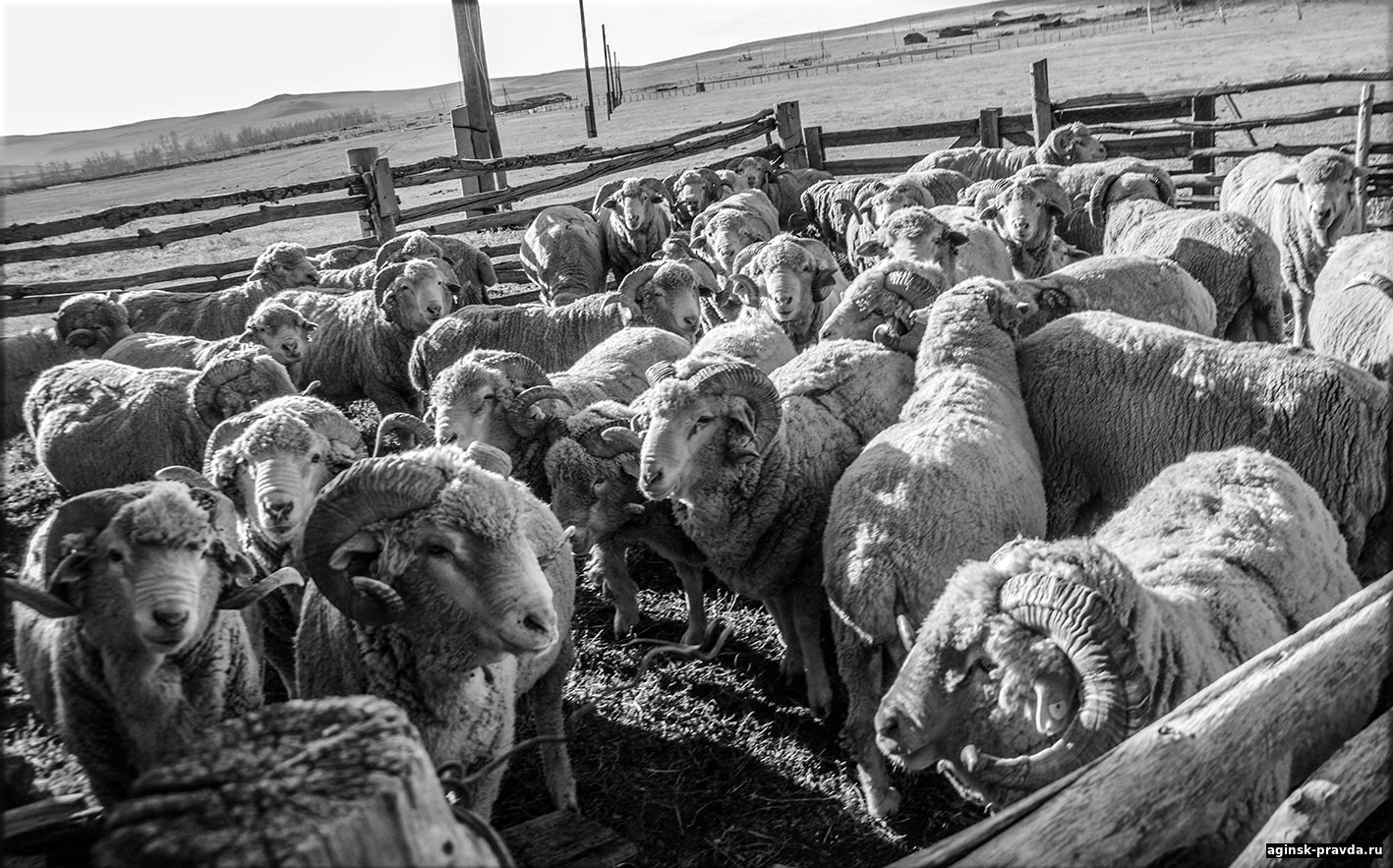 Артур Дондоков: «Породность овец – главный фактор успеха»